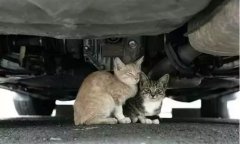 天冷了，開(kāi)車前記得先喚醒它們！