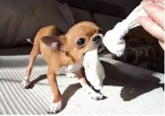  如何阻止狗狗亂咬家具？