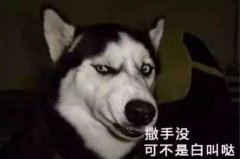 您家狗狗是不是也叫“撒手沒(méi)”？
