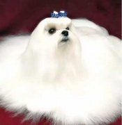 你不快樂嗎？那是因為你沒有養(yǎng)狗！