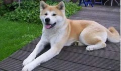 狗狗小知識(shí)，您知道多少？