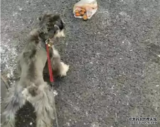 <b>狗狗亂撿東西吃怎么辦？——寵物百科知識(shí)</b>