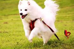 狗狗教會我們的人生道理，你做到了嗎？