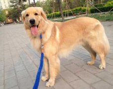 狗狗的品種，居然暴露了你的性格？