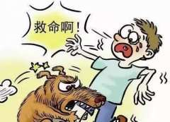 如遇惡犬咬人該怎么辦？這些知識也許能救命！