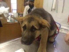 狗狗這么信任你，你怎么可以騙狗狗？！