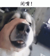 自從養(yǎng)了狗，撿屎官們就多了這些口頭禪……