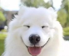 你是什么時候被你家狗撩到的？