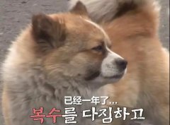 狗子會記仇嗎？