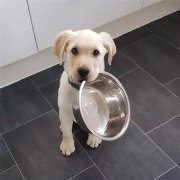 到了飯點(diǎn)不喂狗，你可知道后果的嚴(yán)重性？