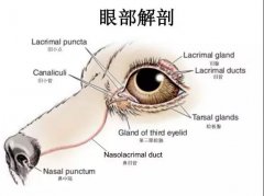 狗狗眼里常含淚水，是為愛感動(dòng)嗎？