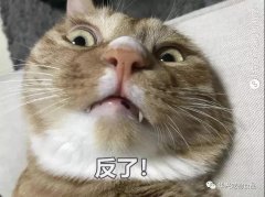 為何貓咪不喜被主人親吻？華興寵物食品