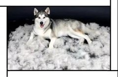 毛質(zhì)差、過度脫毛？華興重磅推出犬美毛處方糧