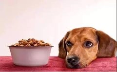狗狗不想吃狗糧的原因有哪些？ 華興寵物食品