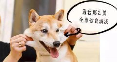 重口味的狗狗愛啃腳？注意！這可能不是怪癖而