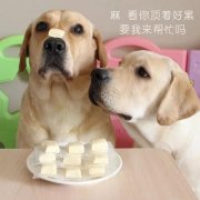 狗狗是否需要補(bǔ)鈣？補(bǔ)鈣應(yīng)注意什么？ 華興寵物