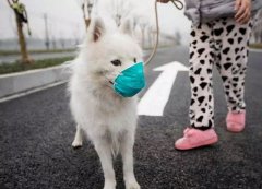 疫情下，如何保證寵物的安全？