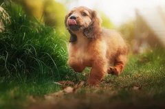 帶狗出門的五大注意事項，做個合格的養(yǎng)犬人