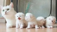 貓咪一生要經(jīng)歷的六個階段，你家貓?zhí)幱谀膫€時期？