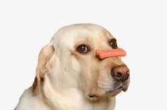 狗狗不愛吃飯的八大原因都在這里了！