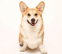 小型犬有非常特殊的需求需要特別照顧,你知道嗎？