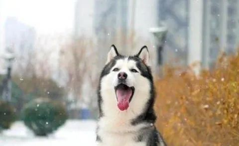 狗狗愛(ài)叫怎么辦？這六招，教給你