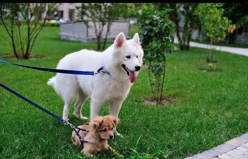 為什么有的狗狗喜歡挖坑？