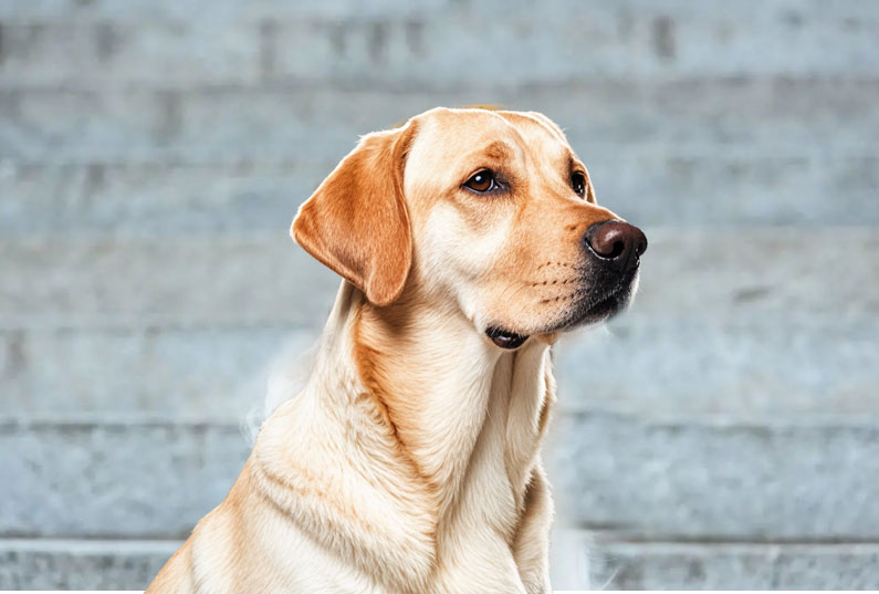 拉布拉多犬好養(yǎng)嗎？看完它的優(yōu)缺點(diǎn)你就知道了