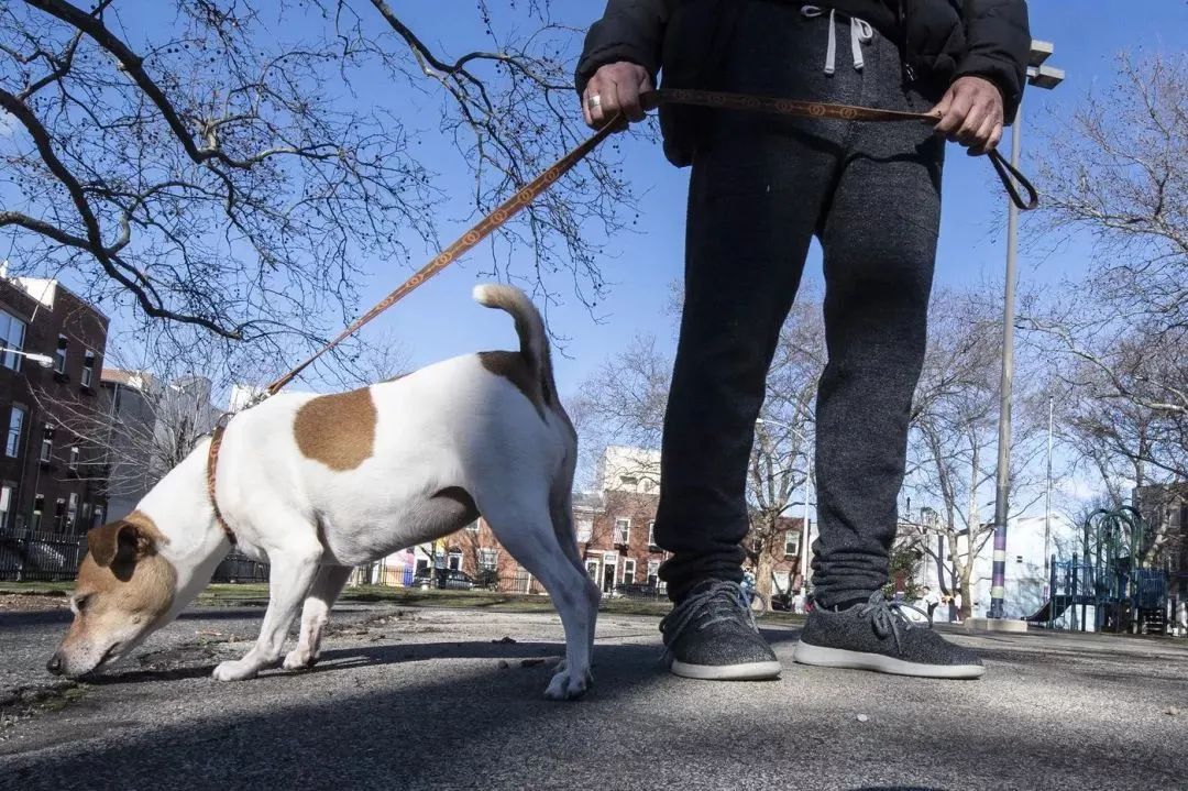 文明養(yǎng)犬知多少？切記做到“寵愛”有方~